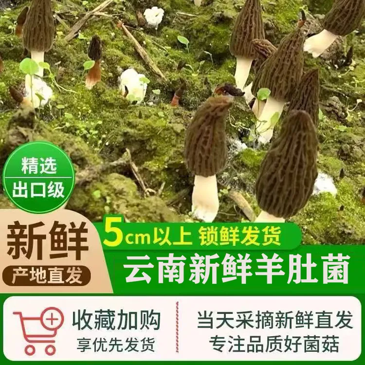 【顺丰冷链空运】现采现发2025特选新鲜羊肚菌原产基地直发
