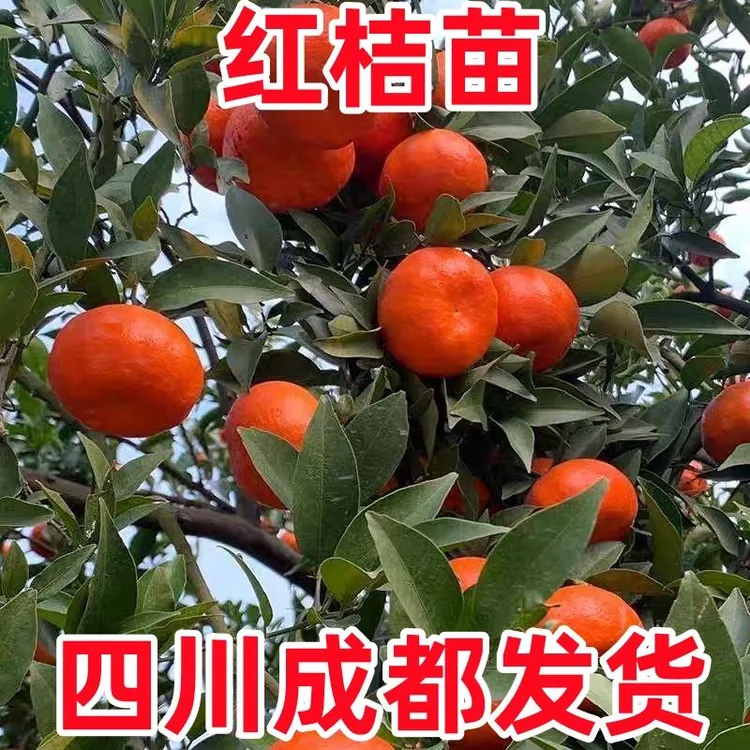 正宗川红桔红橘大红袍橘子陈皮原料南北方种植桔子当年结果果树苗