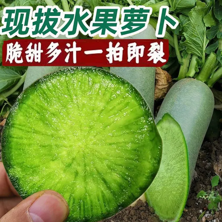 潍坊特产水果萝卜新鲜现挖脆甜多汁营养丰富适合生吃沙窝萝卜