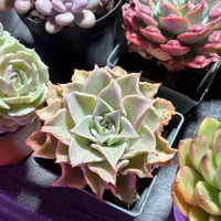 饺子皮多肉10㎝盆