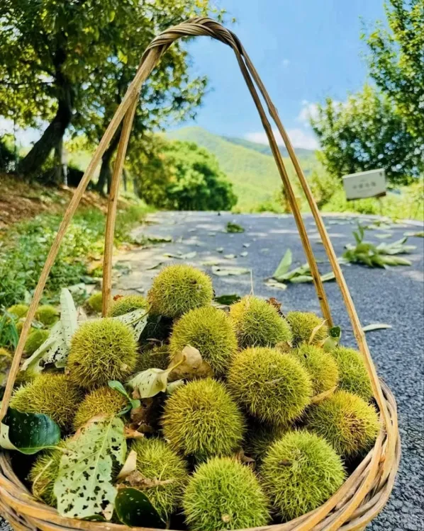 2025年信阳罗山新鲜板栗当天采摘板栗刺包板栗带刺球