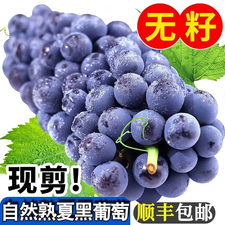 【顺丰包邮】正宗现摘新鲜无籽夏黑葡萄酸甜多汁孕妇水果产地直发