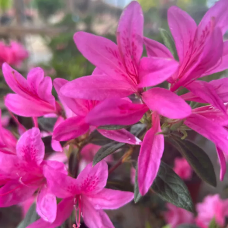 【宏雅精选】安酷四季杜鹃皮实好养耐寒耐热南北方可种花卉绿植