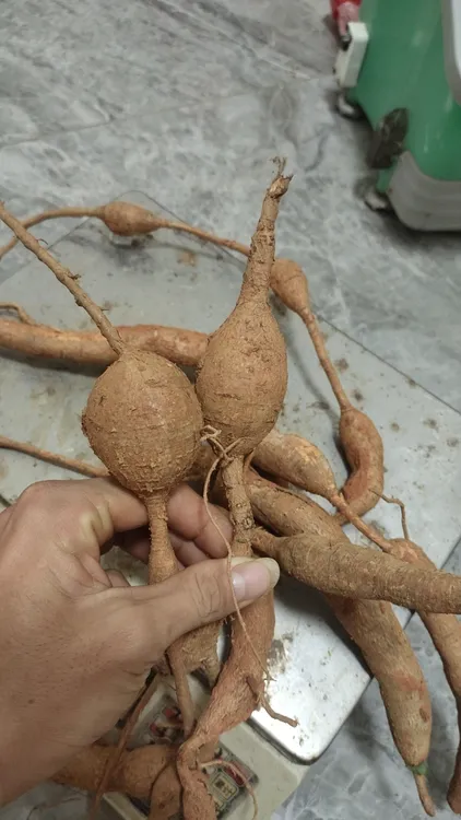 红皮老货野生牛大力