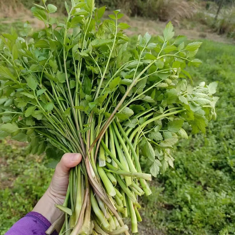 野生水芹菜现摘野生小叶健康应季农家野菜新鲜蔬菜湖南种苗根5斤