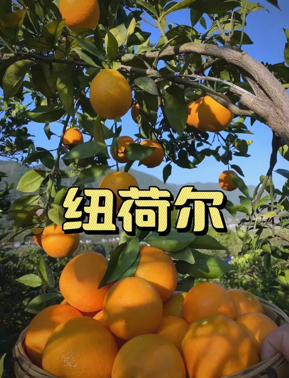 湖南石门纽荷尔脐橙橙子非赣南当季水果冻口感甜橙现采原产地直发