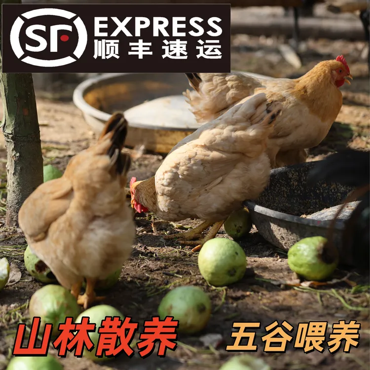 【两只更优惠】三黄鸡果园放养170天母鸡走地鸡散养果园鸡顺丰包邮