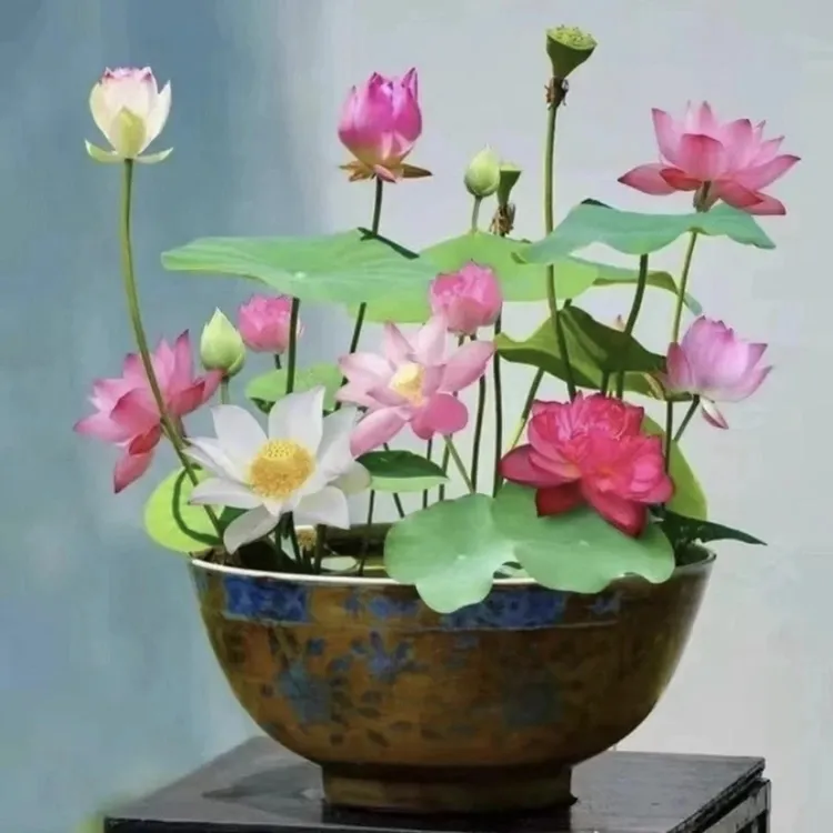 【今年新种】新水培莲子荷花种子已开口盆栽无土水培莲花四季开花