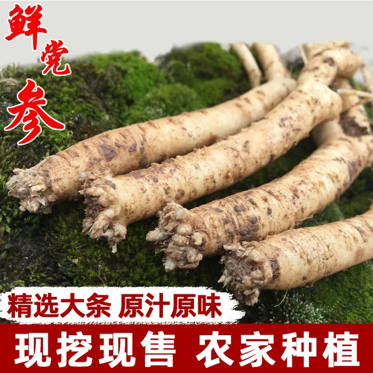新鲜现挖党参中药材正品党参现售新货特级大条无硫甘肃湿党参煲汤