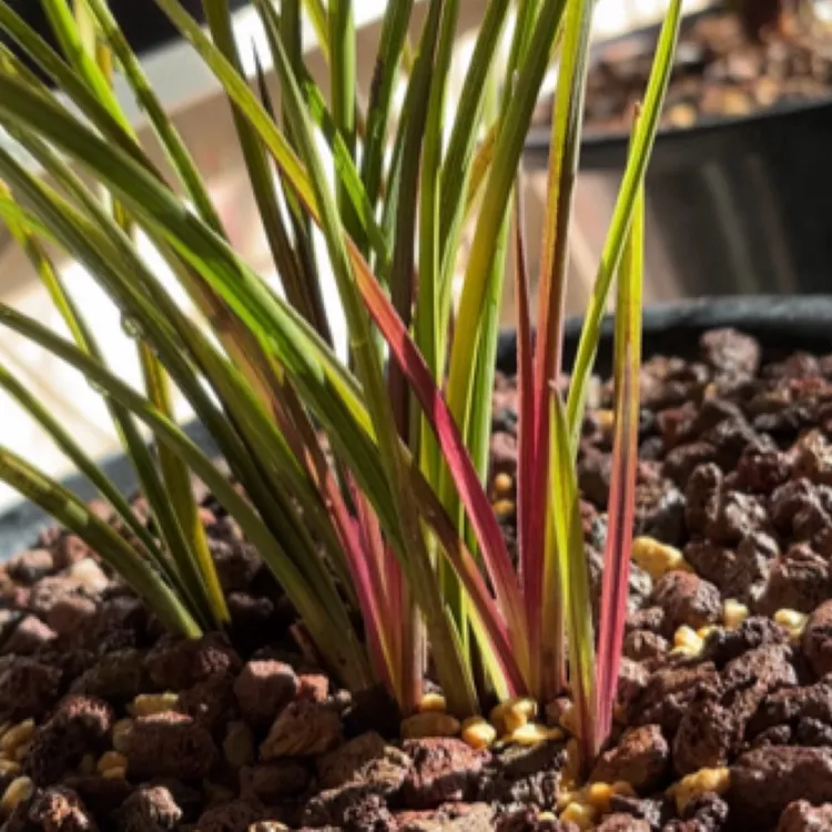 蕙兰红香妃红红火火