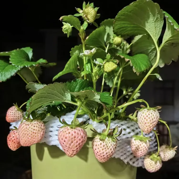【粉玉】奶油草莓苗盆栽庭院阳台食用结果室外植物