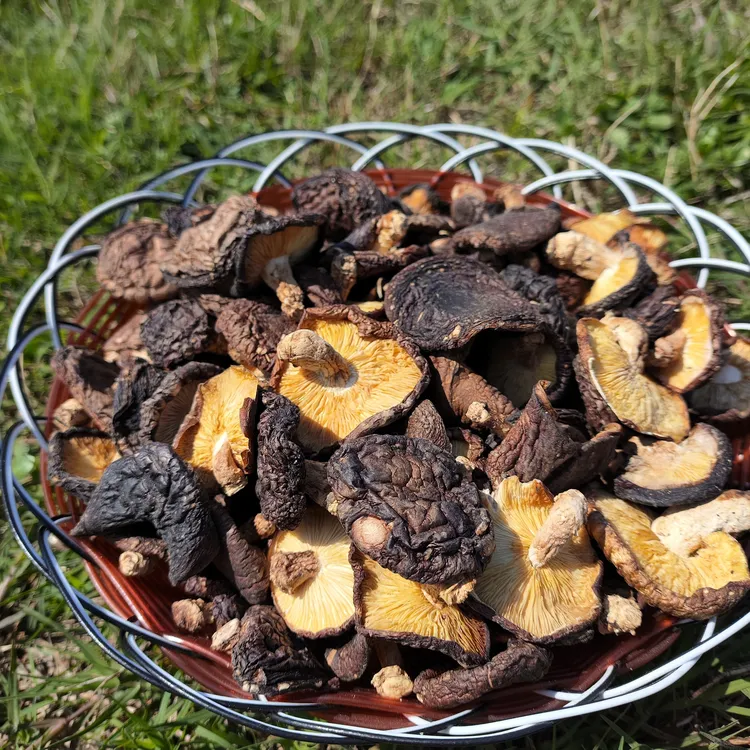 盘古山椴木香菇农家自产新货香菇