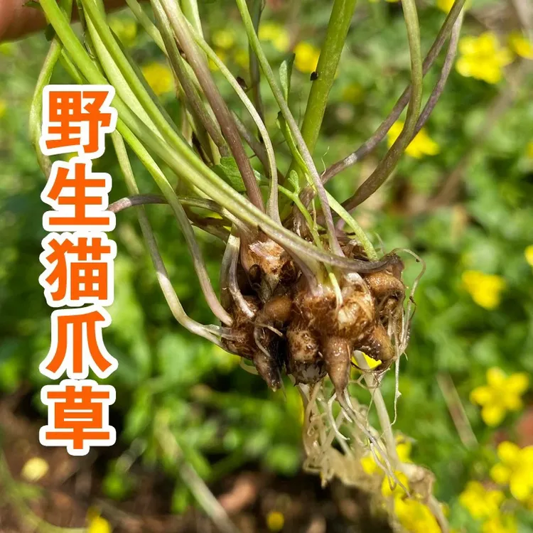纯野生【特级猫爪草】粒粒精选爪爪分明 