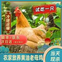 【竹林】买3送1 黄油老母鸡 带内脏 到手共4只净重9-10斤+赠2根人参