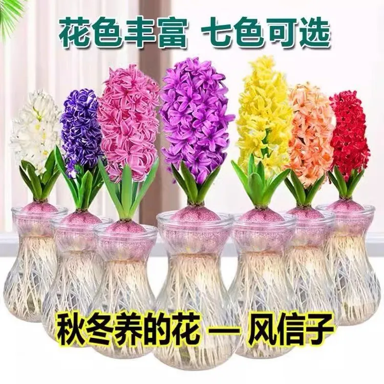 风信子种球水培土培盆栽地栽好养易活多年生水培植物球根花卉