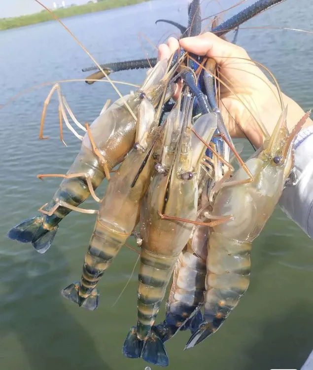 观赏宠物淡水罗氏虾南太湖罗氏沼虾沼泽虾包邮