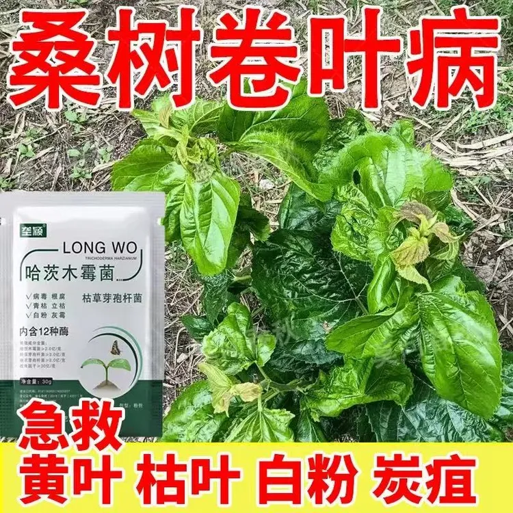 桑树卷叶病专用肥料桑叶卷叶黄叶病白粉叶斑炭疽病桑叶专用叶面肥