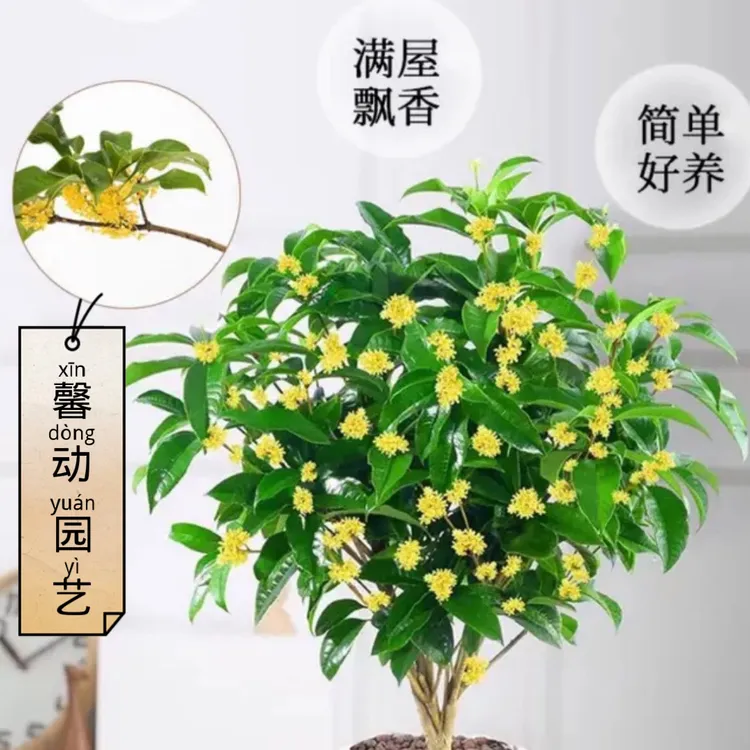 四季桂花树月月桂开花带香味阳台庭院室内好养花卉绿植