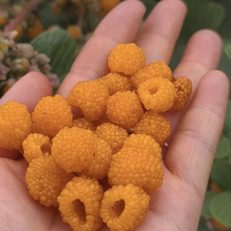 （杯苗）云南基地无刺黑泡黄泡杯苗树莓苗易活庭院爬藤新手树莓小苗