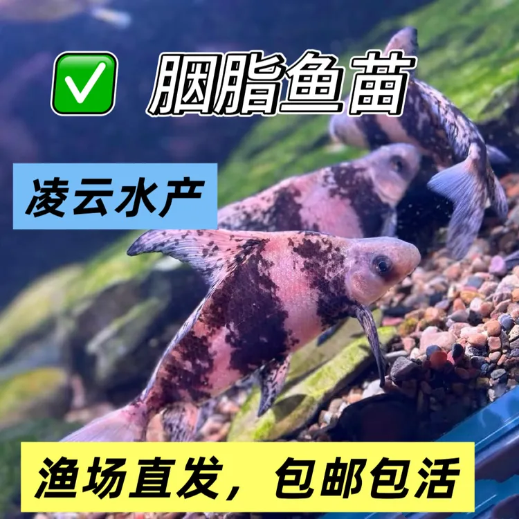 中华胭脂鱼 一帆风顺鱼观赏鱼 冷水清道夫 好养耐活