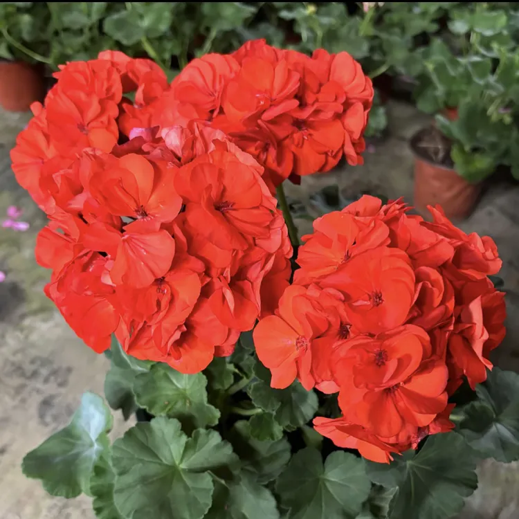 【橙色浪漫-勤花好养】直立天竺葵 中大苗 花球 （带花苞 包对版）