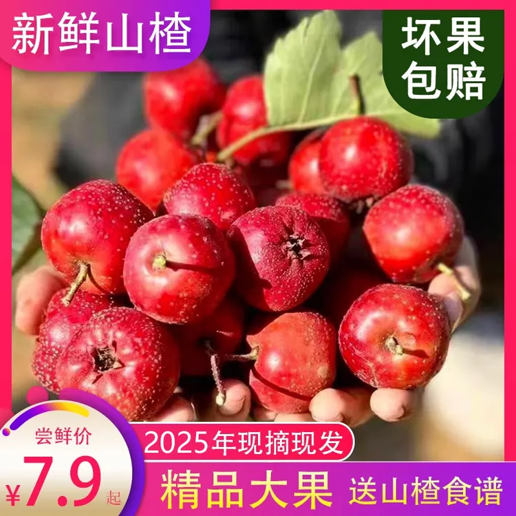 沂蒙大金星山楂果园直发冰糖葫芦生鲜棉球八月红山楂鲜果现摘酸甜