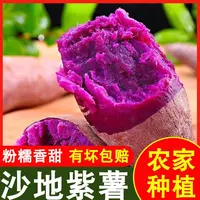 沙地紫薯新鲜现挖紫番薯软糯香甜地瓜板栗红薯蜜薯蔬菜当季鲜果