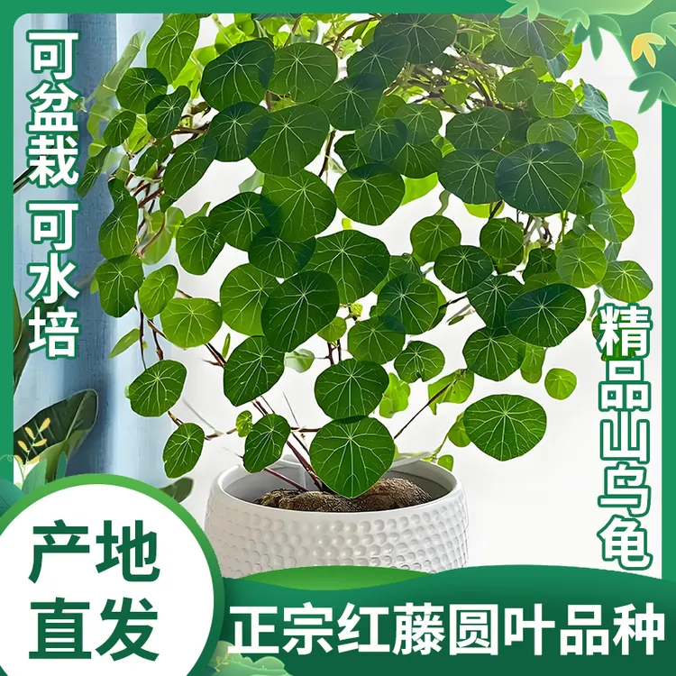 红藤圆叶山乌龟爬藤植物室内外水培土培桌面庭院盆栽造景绿植