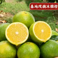 云南哀牢山青皮冰糖橙新鲜应季水果现摘现发皮薄多汁