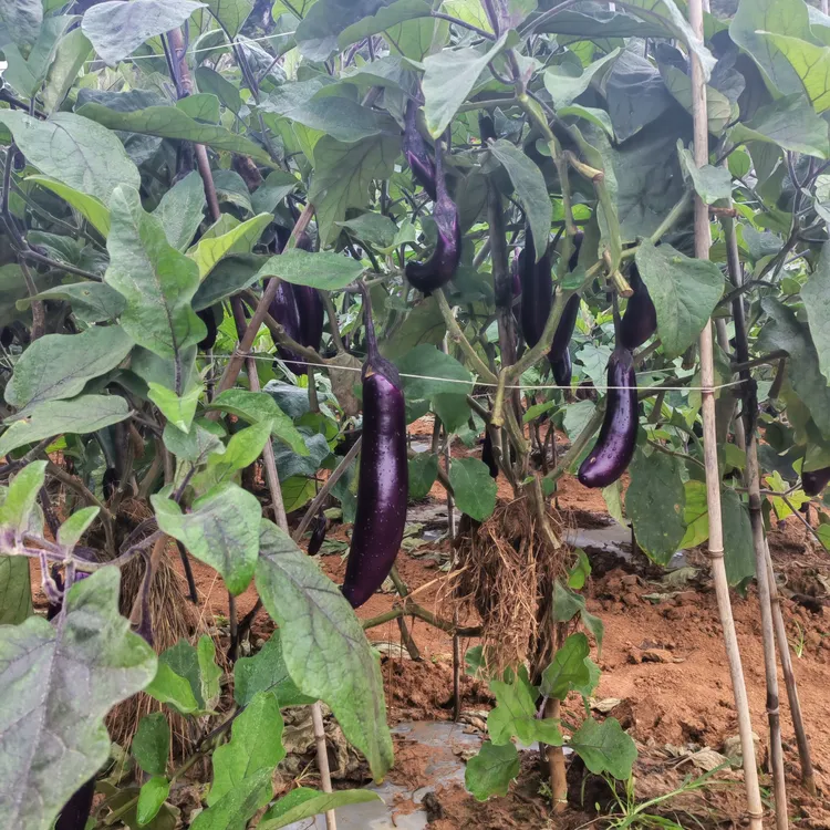 贵州高山露天新鲜现摘紫色长茄子农家种植时令蔬菜