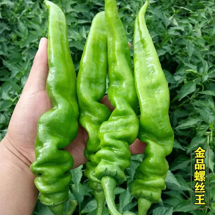 螺丝椒秧苗种籽穴盘辣椒苗带土发货四季大棚室内外种植高产正宗苗
