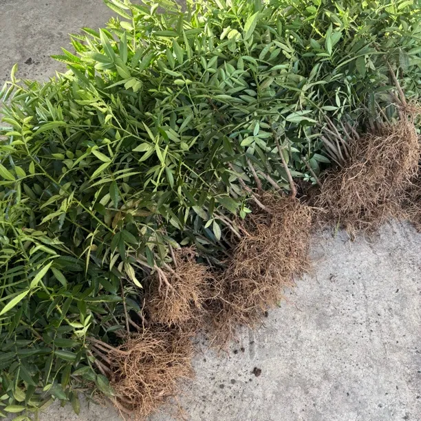 九叶青花椒苗/盆栽地栽