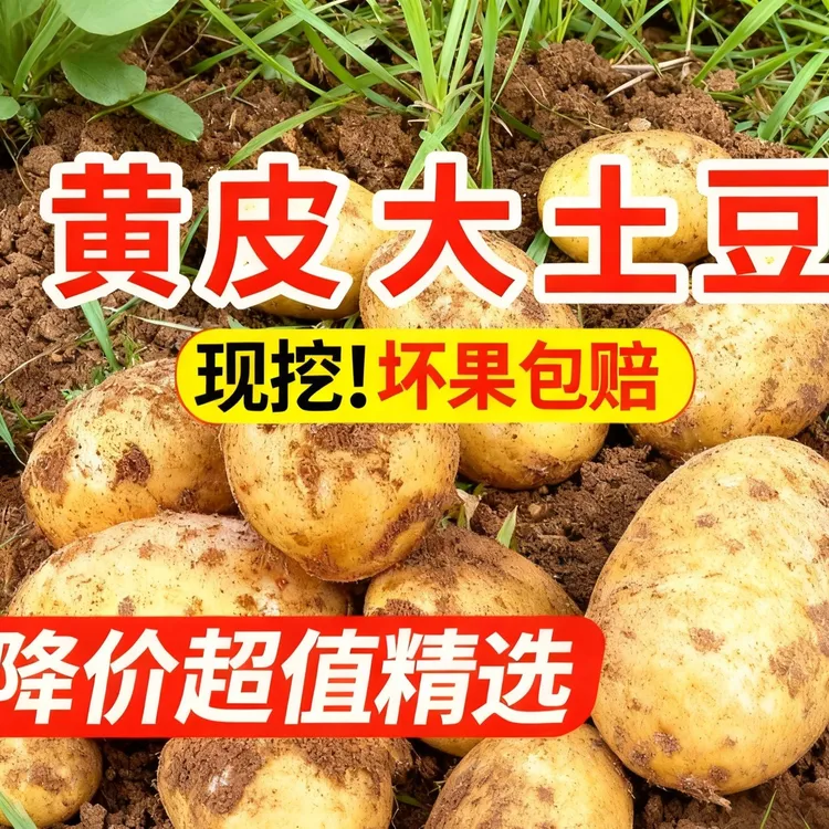 贵州正宗高山黄皮黄心老品种威宁洋芋粉面沙糯土豆基地直发新鲜