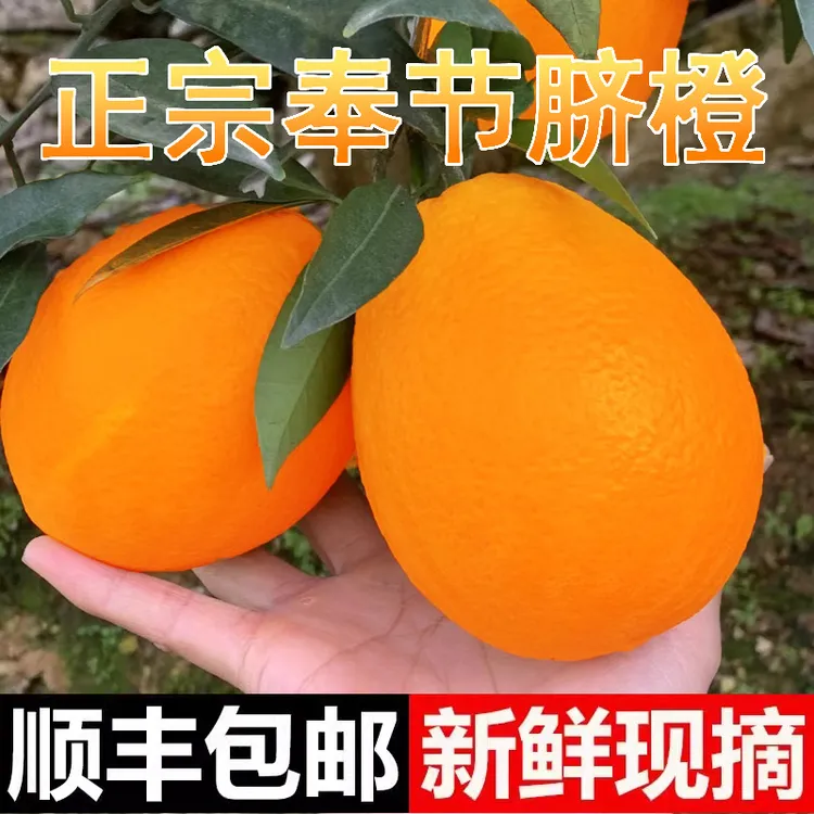 正宗 重庆奉节脐橙 纽荷尔 圆红 福本 72-1 橙子应季择优顺丰发货