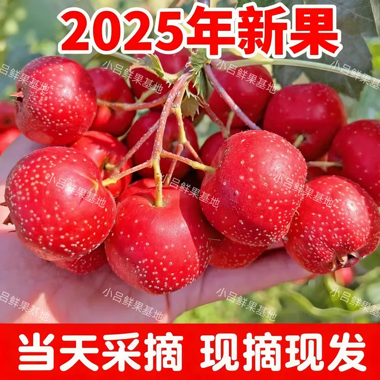 新鲜山楂鲜果农家天然成熟山楂山里红果大金星大五棱山楂冰糖葫芦