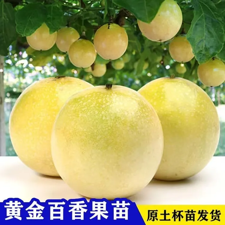 黄金百香果树苗嫁接苗盆栽果树纯甜百香果苗爬藤植物百香果树苗