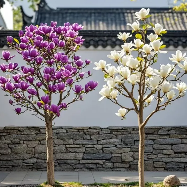 新品种玉兰紫玉兰鲜花带花苞白玉兰花花卉花卉盆栽，高端树形