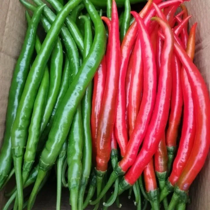 （首单立减）中通新鲜青红辣椒青辣椒青红混装红线椒青线椒二荆条