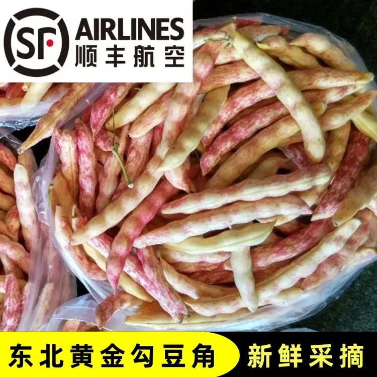 东北黄金勾勾黄豆角东北特产黄金钩豆角新鲜采摘黄金勾豆角空运邮