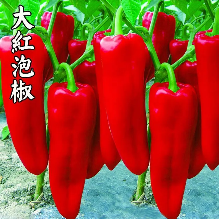 剁椒苗辣椒种子秧春季秋季四季高产盆栽北京红辣椒红干椒香辣超辣