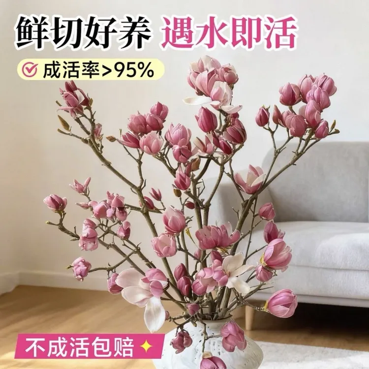 水培玉兰鲜枝带花苞室内外种植耐寒浓香好养花卉绿植商品图