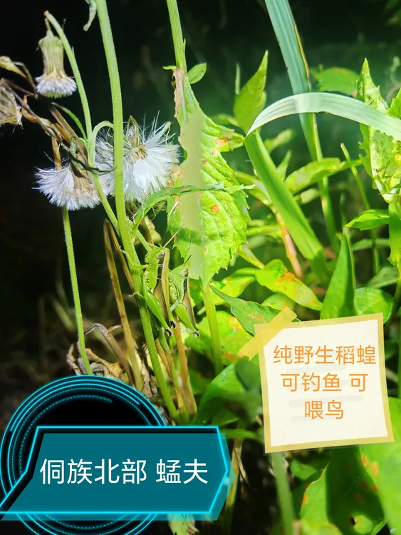 新鲜野生稻田稻蝗高营养补钙提性斗鸟画眉鸟专用鸟食