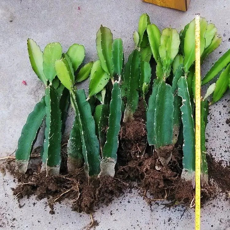 红肉红心火龙果苗盆栽地栽南方四季阳台种植果树苗水果苗当年结果