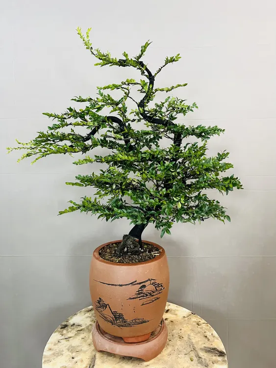精美迎客造型黑骨茶盆景室内外可养