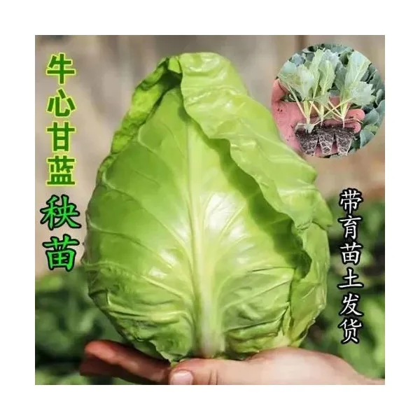 特大牛心包菜苗尖头包心菜苗正宗牛心甘蓝苗阳台庭院种植秧苗耐寒