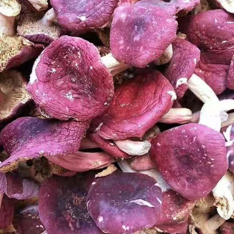 八百里伏牛山野生大朵厚肉红菇适合煲汤炒菜