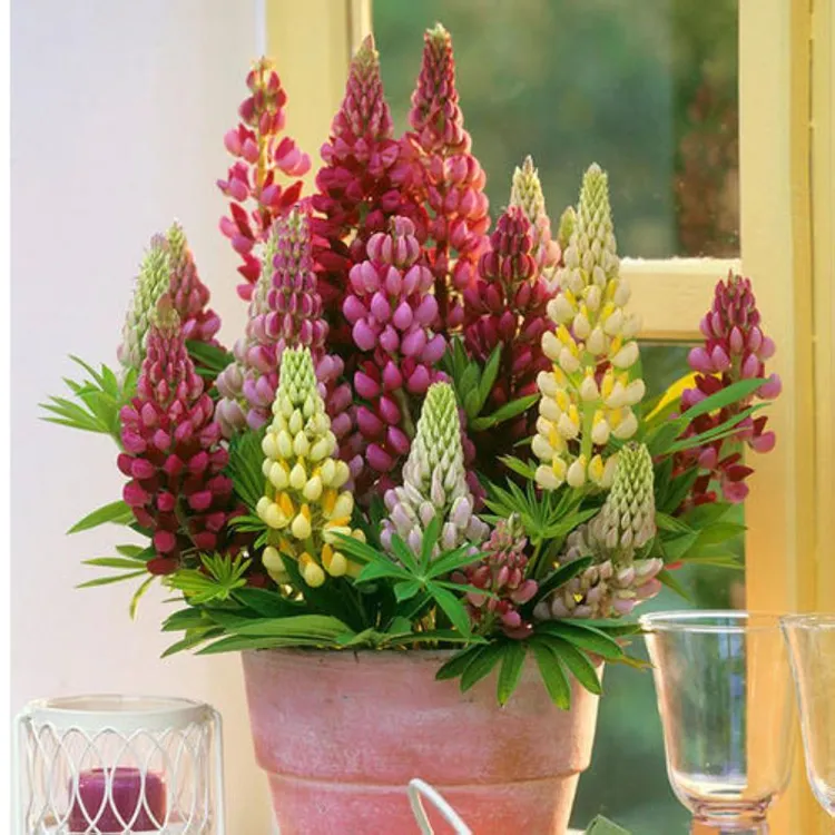 鲁冰花浓香大花绿植盆栽四季开花庭院阳台易养花卉1加仑盆栽