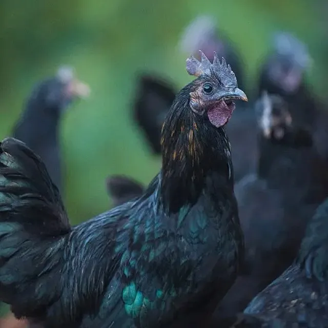 新手好养活 五黑宠物鸡 快递包邮4只