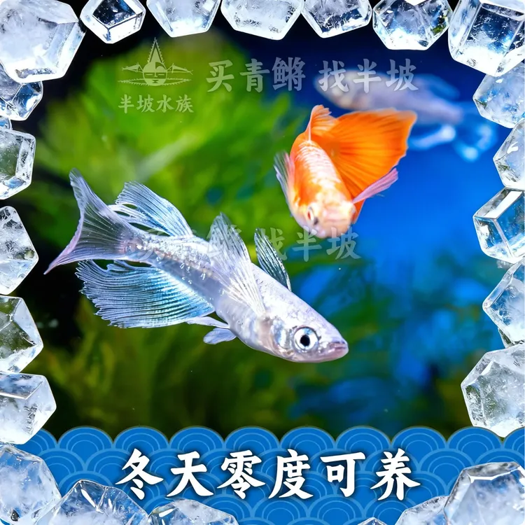 半坡观背青鳉鱼小型冷水广温鱼不加温淡水观赏鱼古法养鱼超萌好物