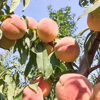 山东中华大寿桃4枚装现摘现发应季水果摆盘装饰